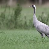 Common Cranes (Grus grus) | Grauer Kranich