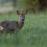 Roe deer (Capreolus capreolus) | Rehbock